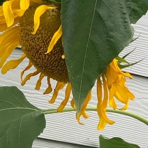 Meet your Posher, Michael d.